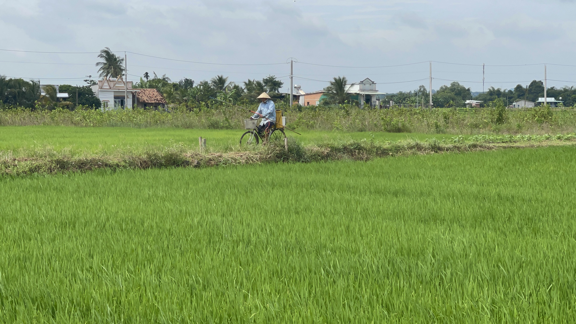 Đồng Nai: Nông dân liên kết cùng doanh nghiệp trồng lúa hữu cơ có lợi nhiều bề