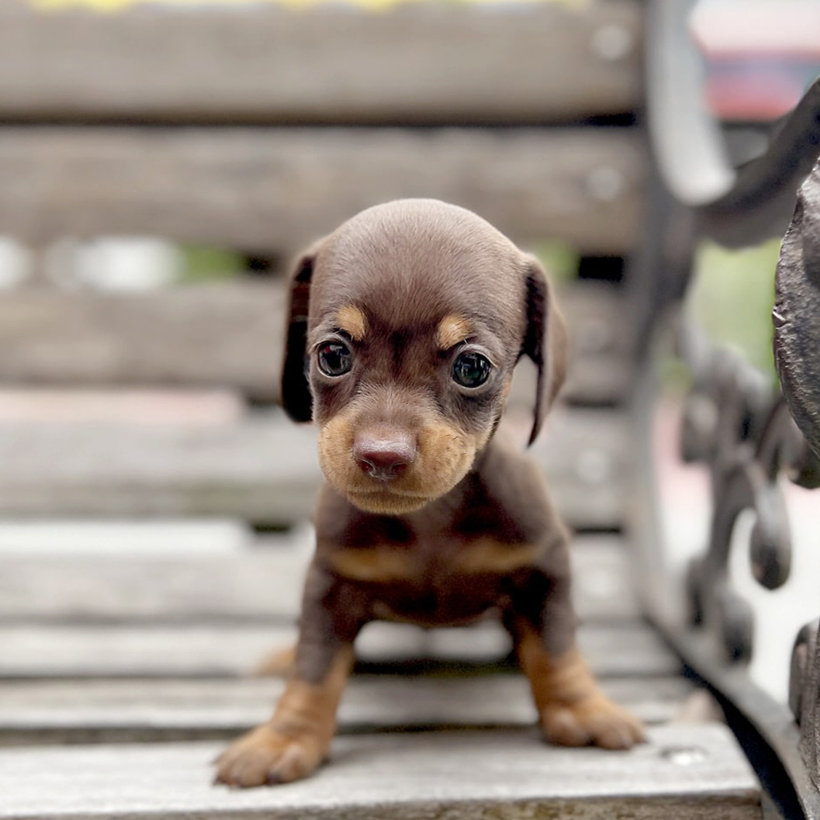 Dachshund_Nữ