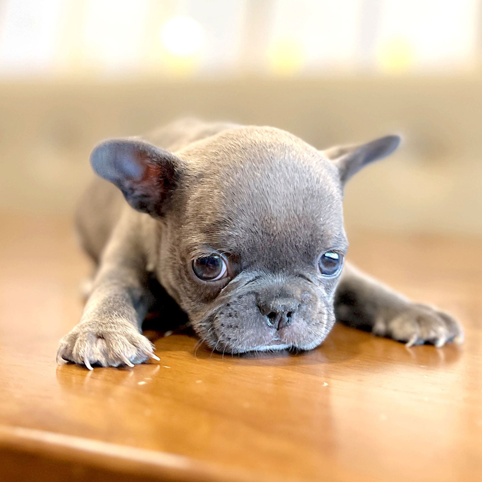 French Bulldog_Nam