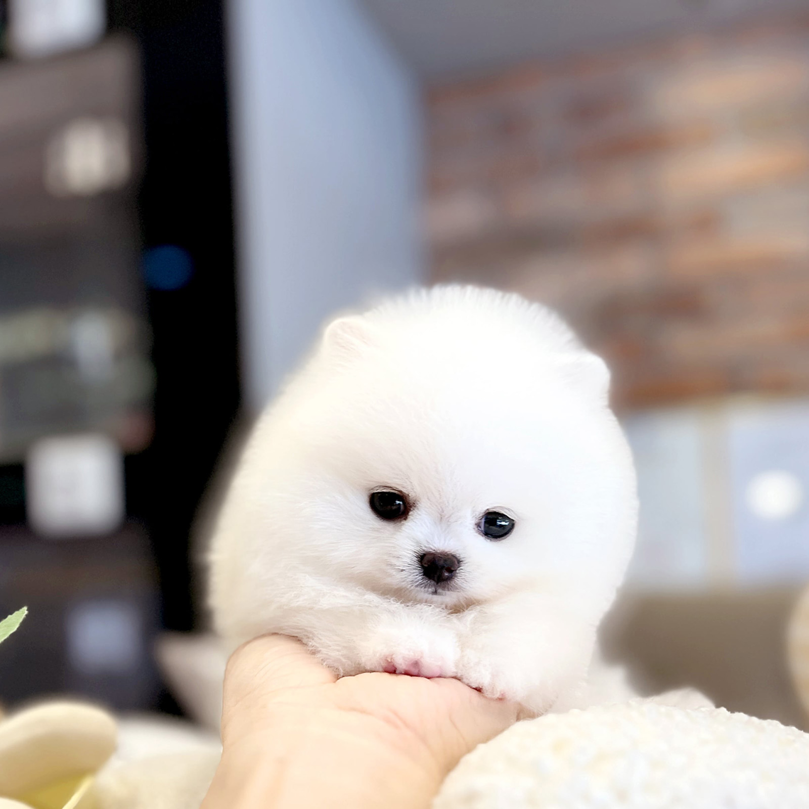 Pomeranian_Nữ