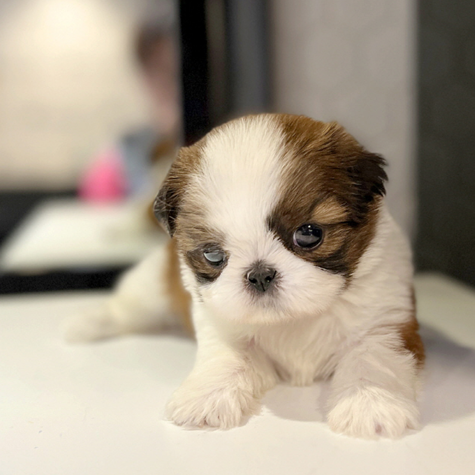 Shih Tzu_Nữ