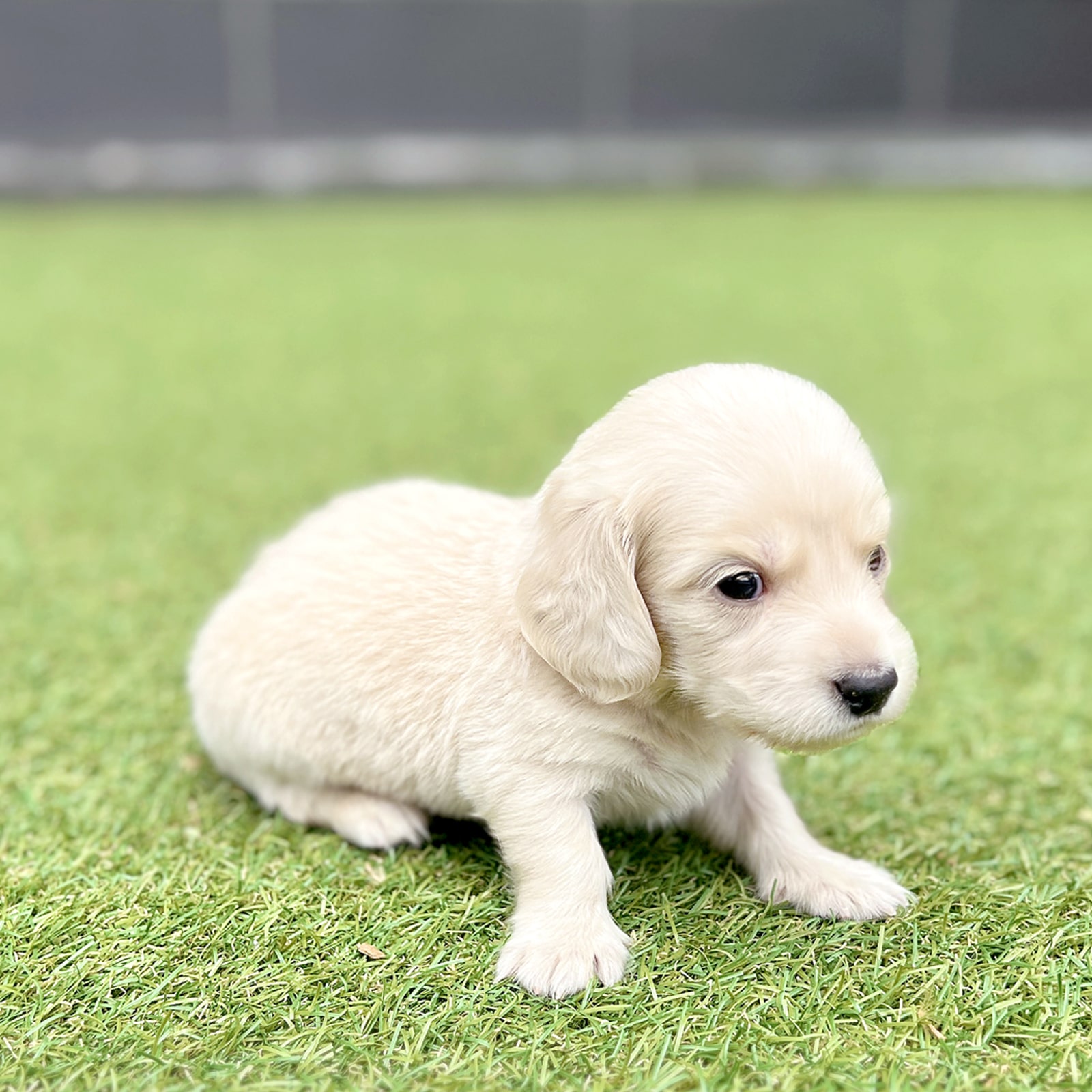 Dachshund (Lông dài)_Nam