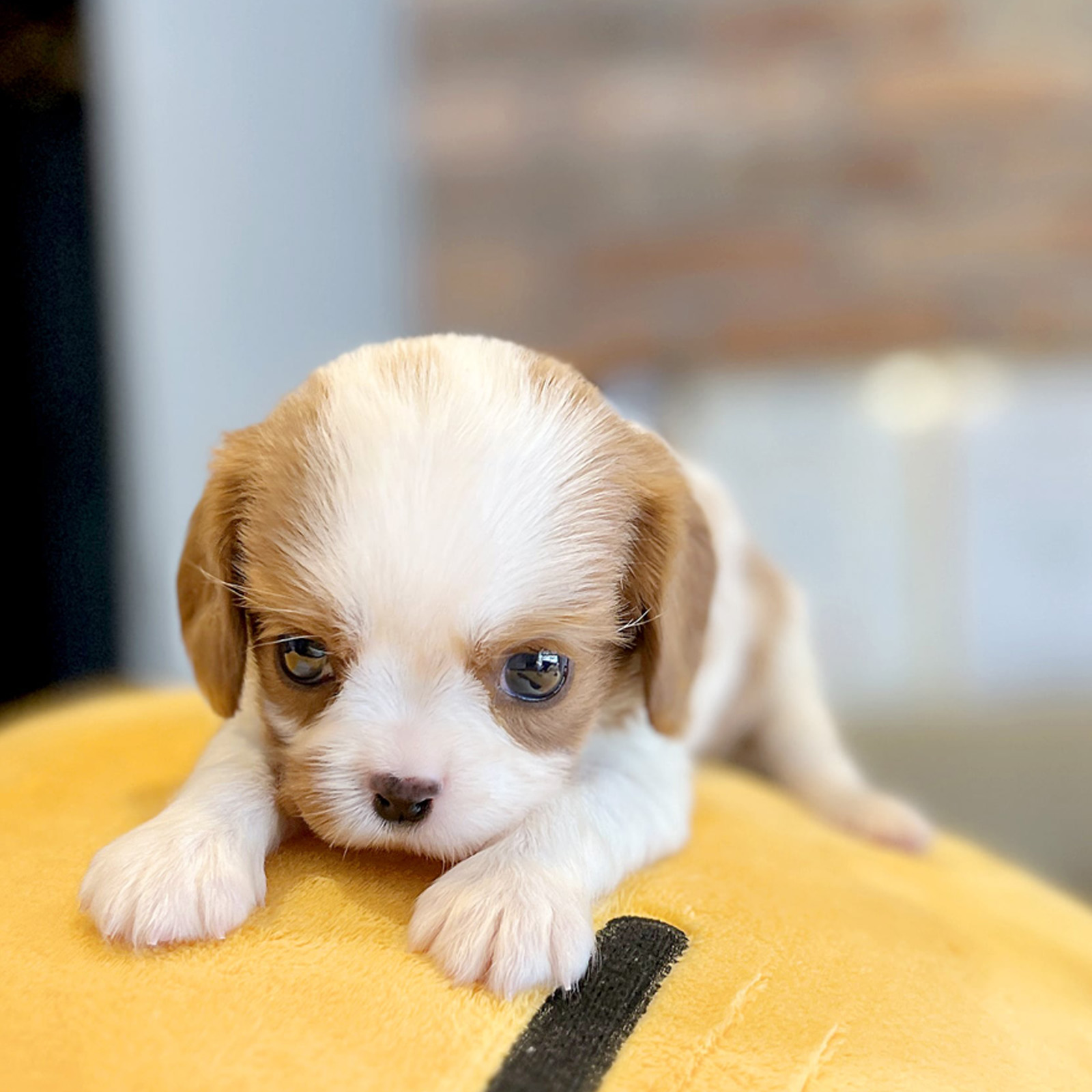 Cavalier King Charles Spaniel_Nam