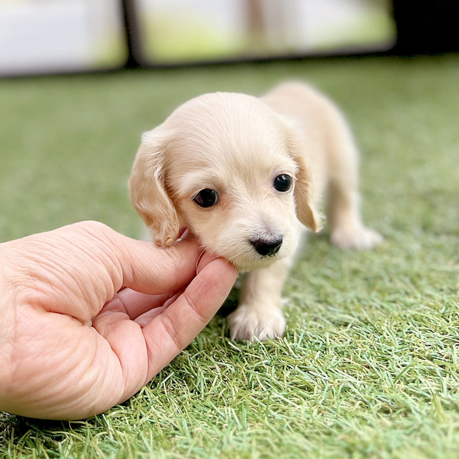 Dachshund (Lông dài)_Nữ