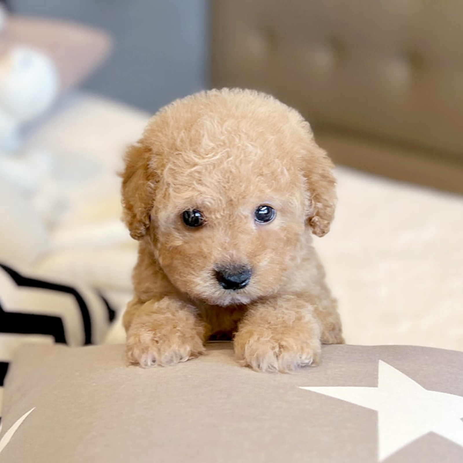 Goldendoodle_Nữ