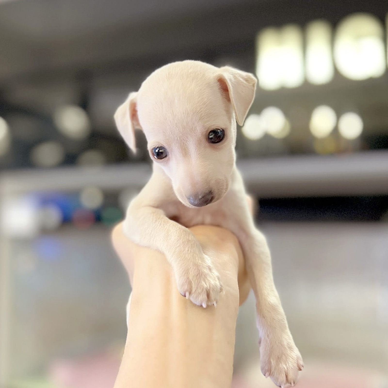 Italian Greyhound_Nam