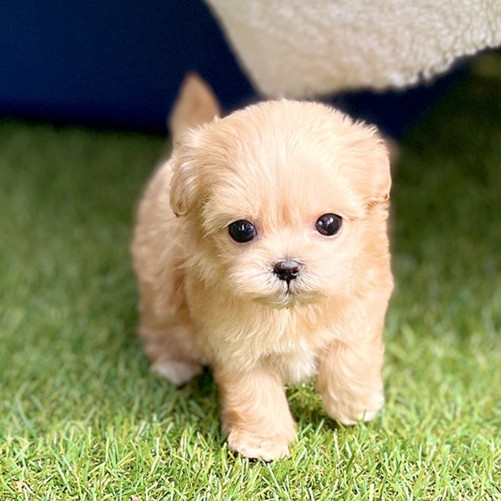 Maltipoo_Nữ