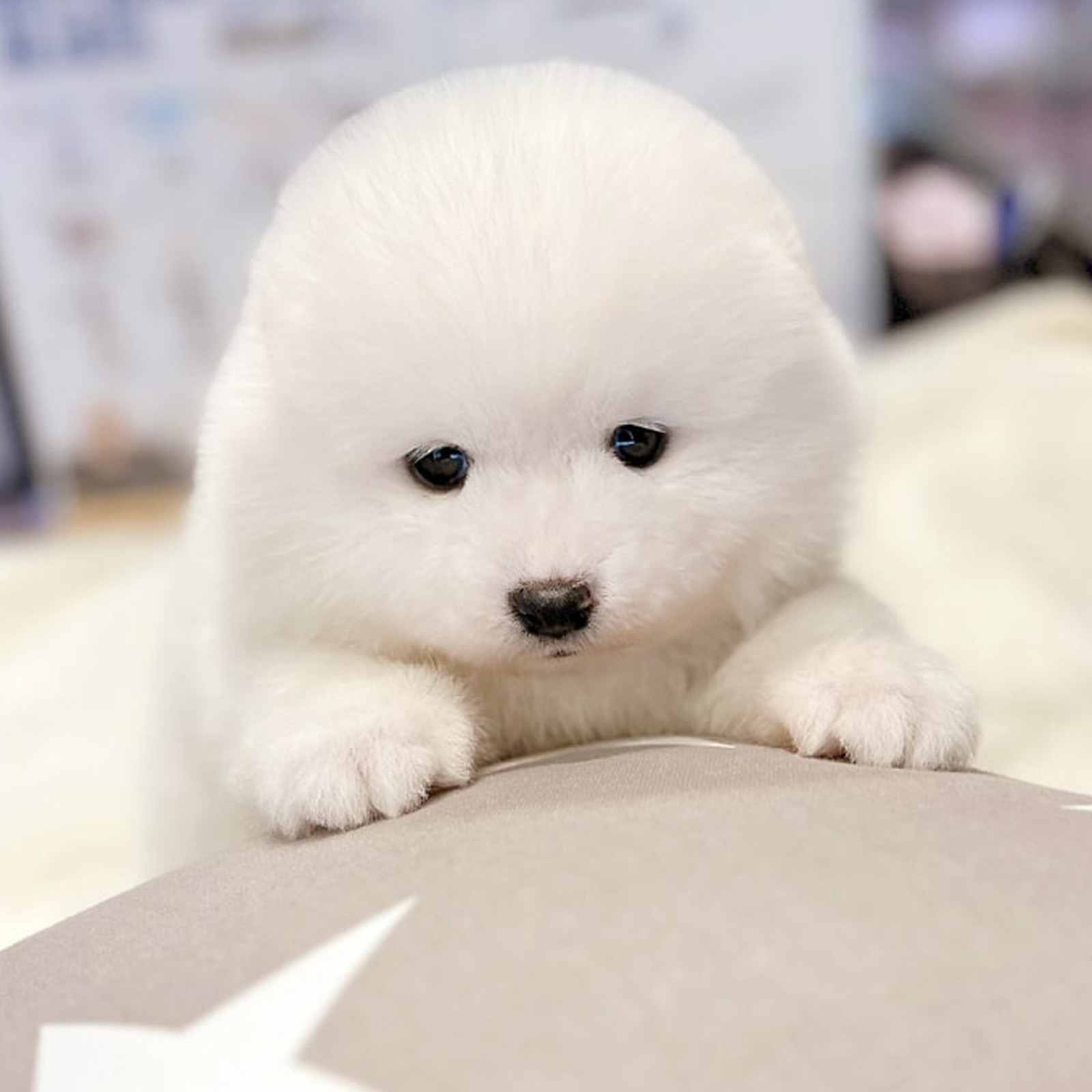 Samoyed_Nữ