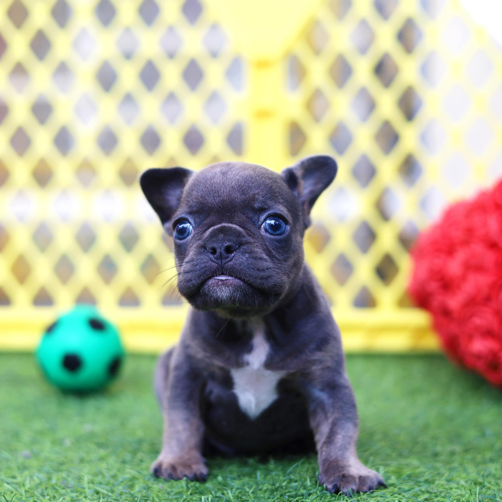 French Bulldog_Nam