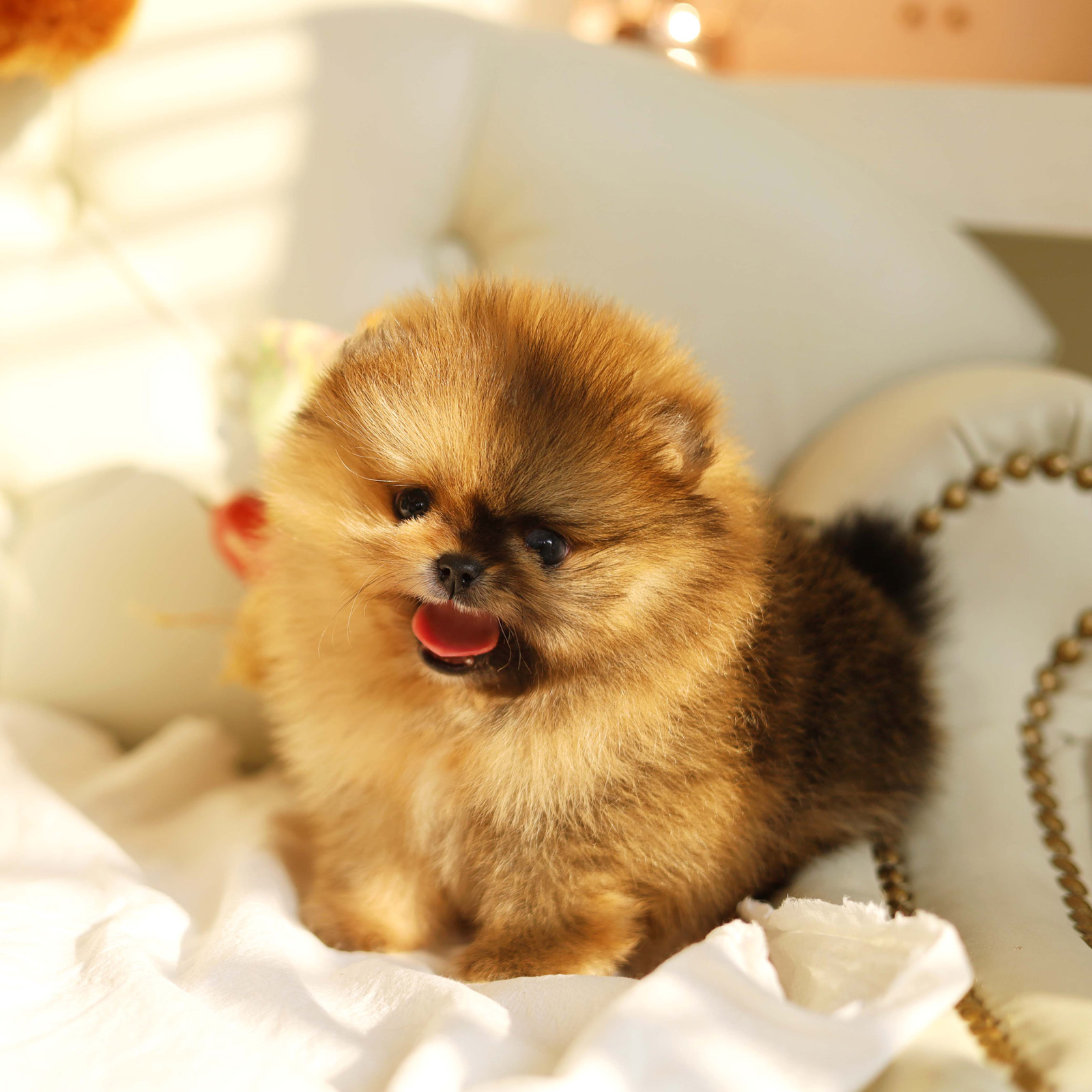 Pomeranian_Nữ