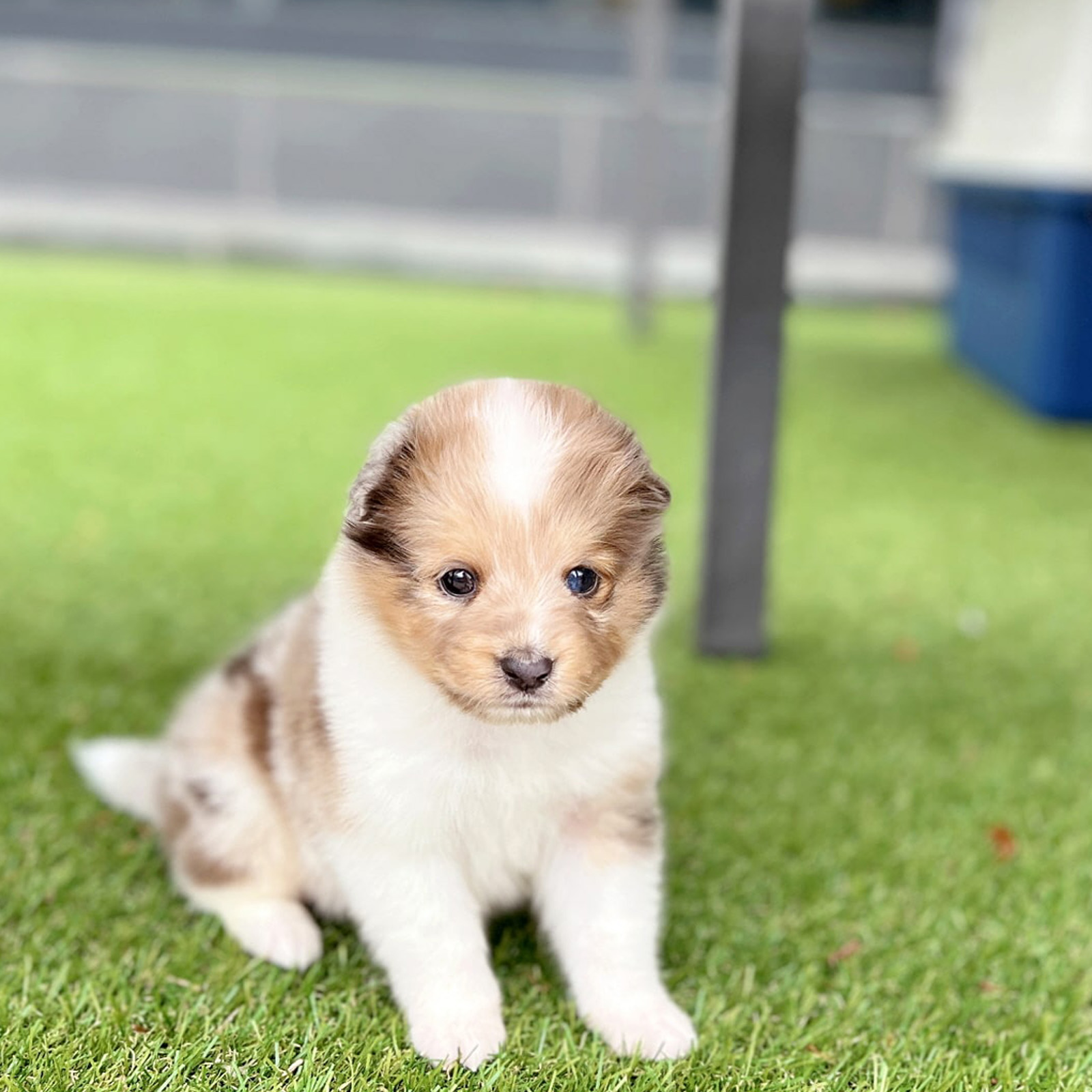 Shetland Sheepdog_Nam