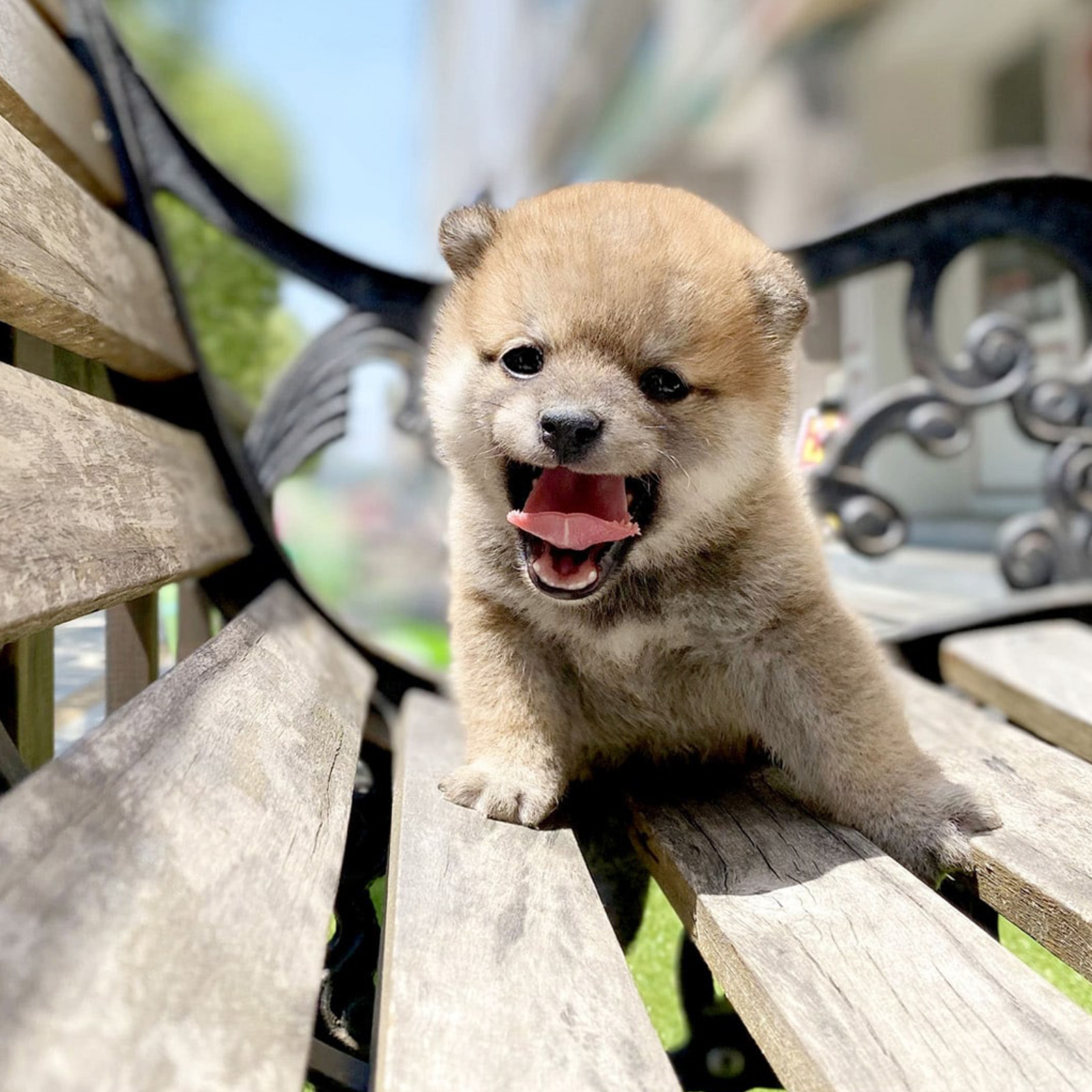 Shiba Inu_Nam