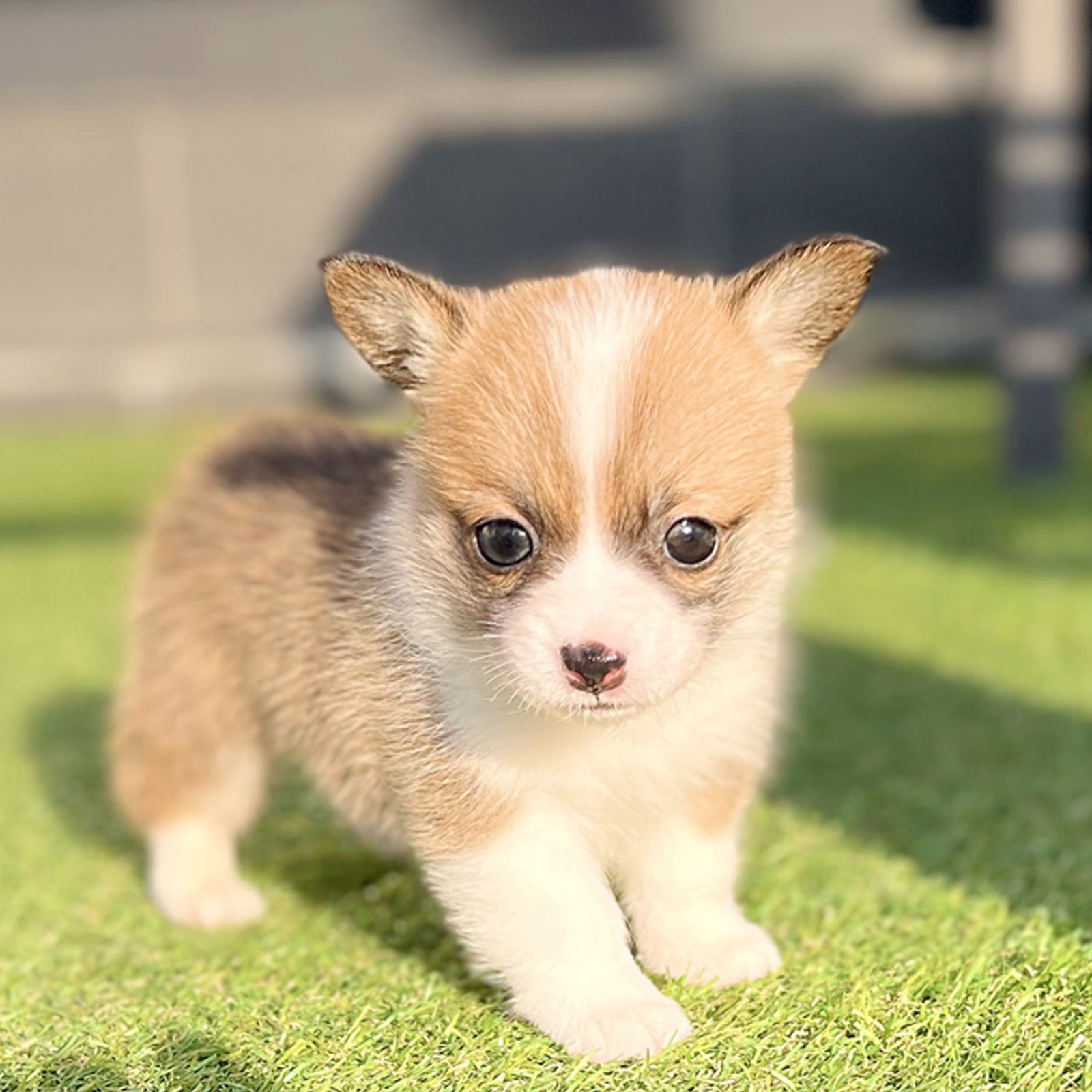 Welsh Corgi_Nữ