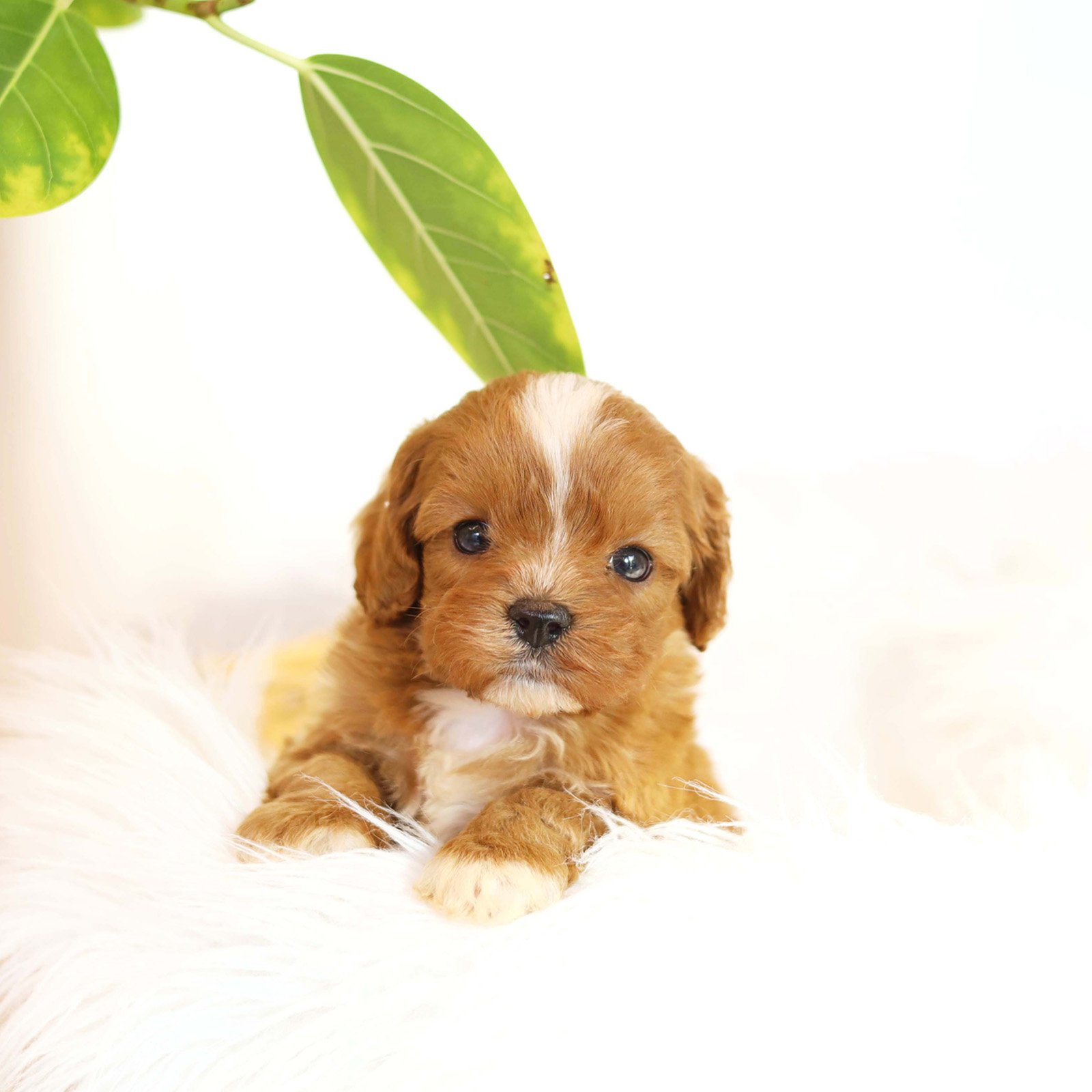 Cavapoo_Nam