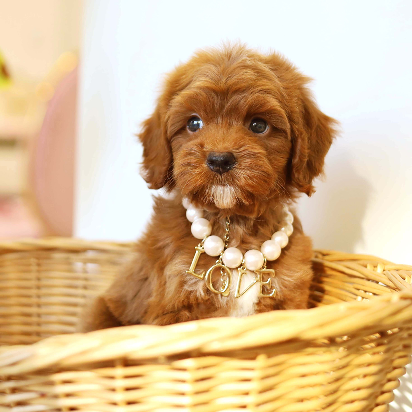 Goldendoodle_Nam