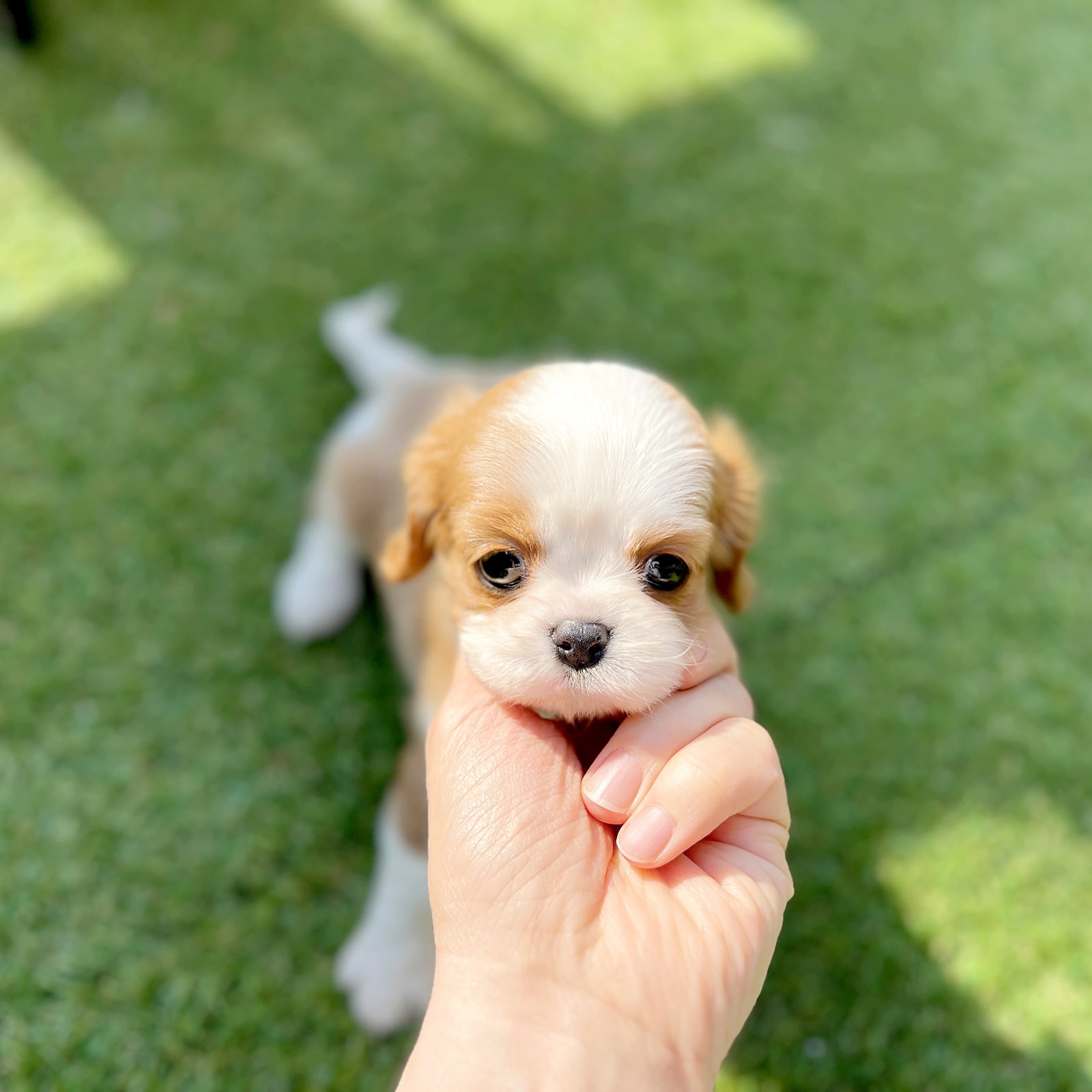 Cavalier King Charles Spaniel_Nữ