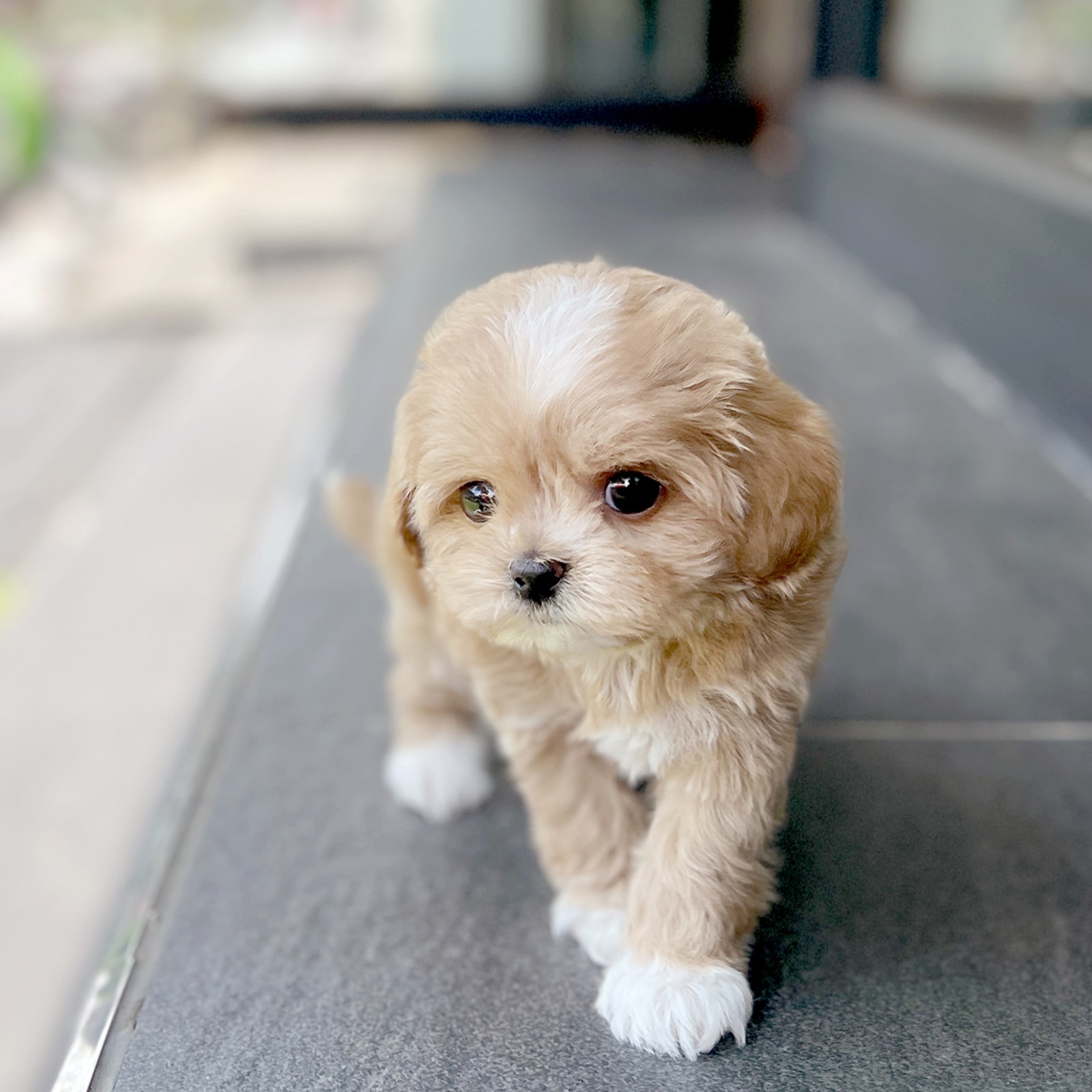 Maltipoo_Nữ