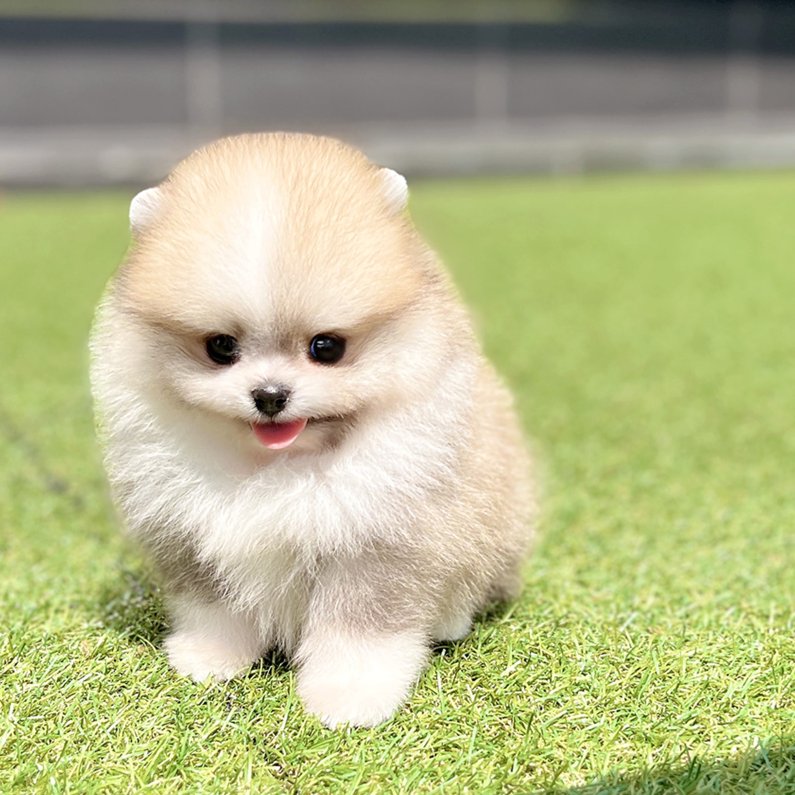 Pomeranian_Nam